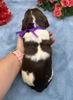 Delilah, a female English Springer Spaniel for sale in Rogers, OH – 5 of 5