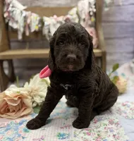 Kai, a female Springer Doodle for sale in Rogers, OH – 6 of 10
