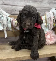 Kylie, a female Springer Doodle for sale in Rogers, OH – 3 of 10