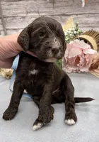 Matcha, a male Springer Doodle for sale in Rogers, OH – 4 of 5