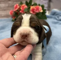 Darwin, a male English Springer Spaniel for sale in Rogers, OH – 1 of 5