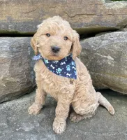 Samson, a male Goldendoodle for sale in Rogers, OH – 5 of 6
