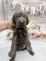 Earl Grey, a male Springer Doodle for sale in Rogers, OH – 3 of 4