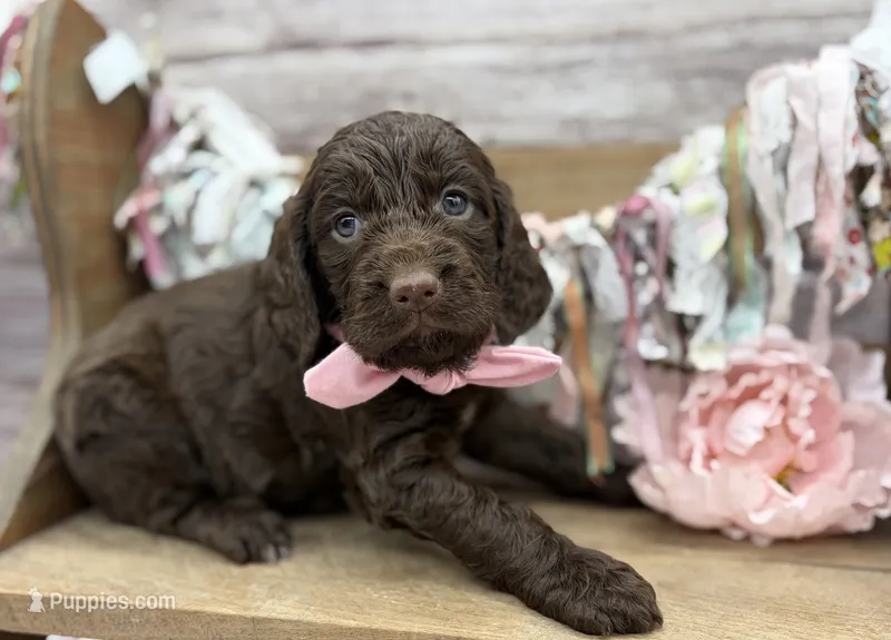 Kelsie – Springer Doodle puppy for sale in Rogers, OH