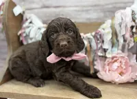 Kelsie, a female Springer Doodle for sale in Rogers, OH – 1 of 7