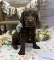 Keaton, a male Springer Doodle for sale in Rogers, OH – 4 of 10