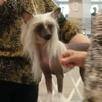 Bootzy, a female Chinese Crested for sale in Apache Junction, AZ – Photo 2 of 5