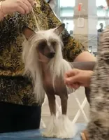 Bootzy, a female Chinese Crested for sale in Apache Junction, AZ – Photo 2 of 5