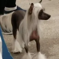 Bootzy, a female Chinese Crested for sale in Apache Junction, AZ – Photo 1 of 5