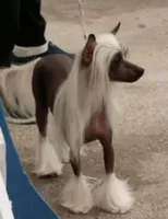 Bootzy, a female Chinese Crested for sale in Apache Junction, AZ – Photo 1 of 5