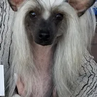 Bootzy, a female Chinese Crested for sale in Apache Junction, AZ – Photo 4 of 5