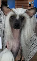 Bootzy, a female Chinese Crested for sale in Apache Junction, AZ – Photo 4 of 5