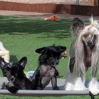 Bootzy, a female Chinese Crested for sale in Apache Junction, AZ – Photo 5 of 5