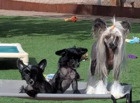 Bootzy, a female Chinese Crested for sale in Apache Junction, AZ – Photo 5 of 5