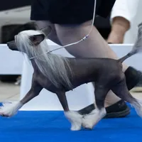 Bootzy, a female Chinese Crested for sale in Apache Junction, AZ – Photo 3 of 5