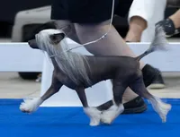 Bootzy, a female Chinese Crested for sale in Apache Junction, AZ – Photo 3 of 5