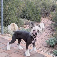 Kilo, a male Chinese Crested for sale in Apache Junction, AZ – Photo 2 of 4