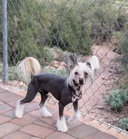 Kilo, a male Chinese Crested for sale in Apache Junction, AZ – Photo 2 of 4