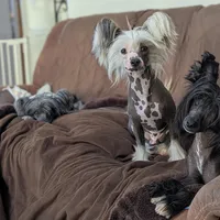 Kilo, a male Chinese Crested for sale in Apache Junction, AZ – Photo 4 of 4