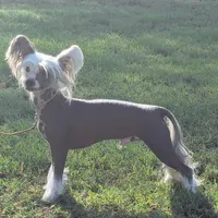 Kilo, a male Chinese Crested for sale in Apache Junction, AZ – Photo 1 of 4