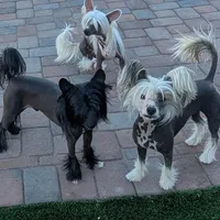Kilo, a male Chinese Crested for sale in Apache Junction, AZ – Photo 3 of 4