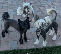 Kilo, a male Chinese Crested for sale in Apache Junction, AZ – Photo 3 of 4