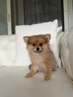 Max, a male Pomeranian for sale in Chariton, IA – 5 of 6