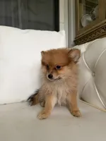Max, a male Pomeranian for sale in Chariton, IA – 6 of 6