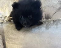 Bella , a female Pomeranian for sale in Chariton, IA – 1 of 5