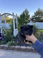 Bella , a female Pomeranian for sale in Chariton, IA – 4 of 5