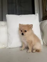 Pup, a male Pomeranian for sale in Chariton, IA – 4 of 4