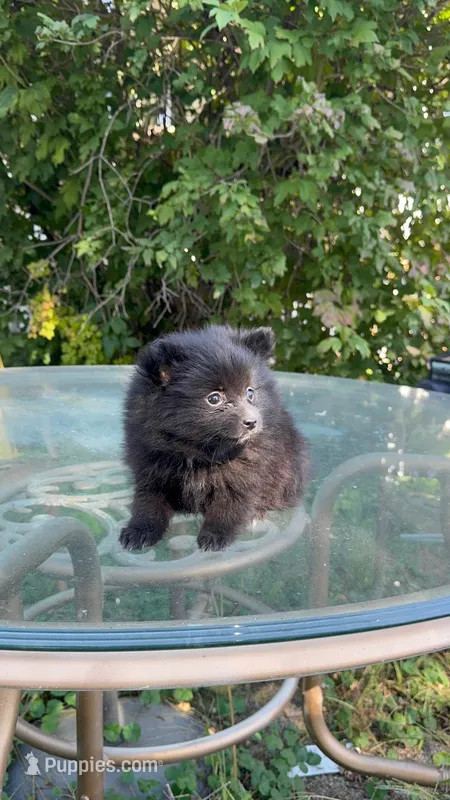 Bella  – Pomeranian puppy for sale in Chariton, IA