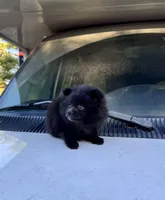 Bella , a female Pomeranian for sale in Chariton, IA – 2 of 5