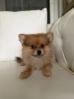 Max, a male Pomeranian for sale in Chariton, IA – 3 of 6