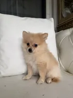 Pup, a male Pomeranian for sale in Chariton, IA – 3 of 4