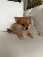 Max, a male Pomeranian for sale in Chariton, IA – 1 of 6