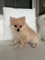 Pup, a male Pomeranian for sale in Chariton, IA – 1 of 4