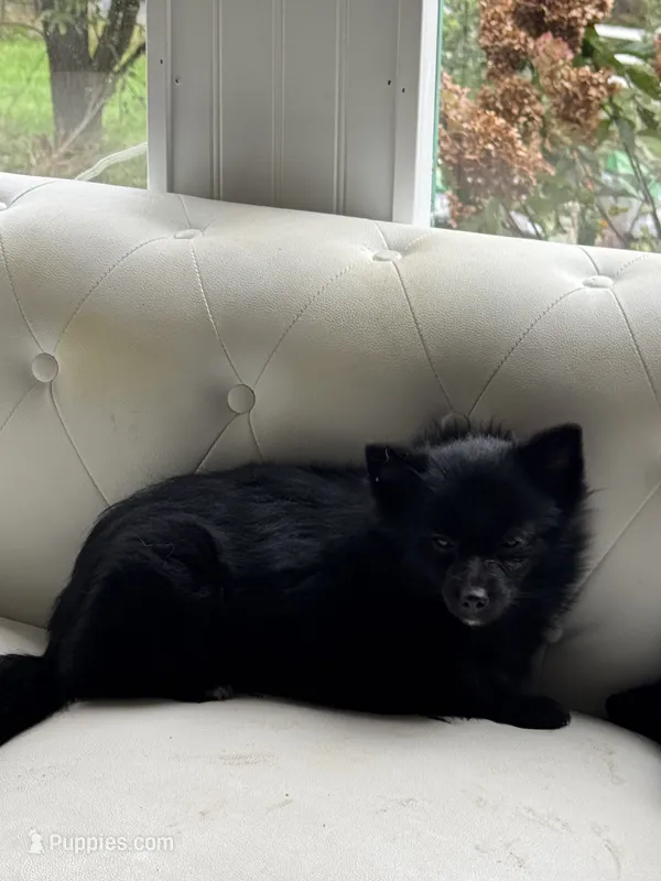 Luna  – Pomeranian puppy for sale in Chariton, IA
