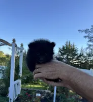 Bella , a female Pomeranian for sale in Chariton, IA – 5 of 5