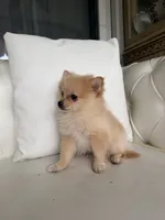 Pup, a male Pomeranian for sale in Chariton, IA – 2 of 4