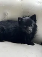 Luna , a female Pomeranian for sale in Chariton, IA – 2 of 2
