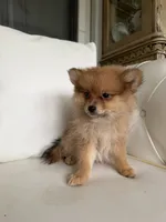 Max, a male Pomeranian for sale in Chariton, IA – 2 of 6