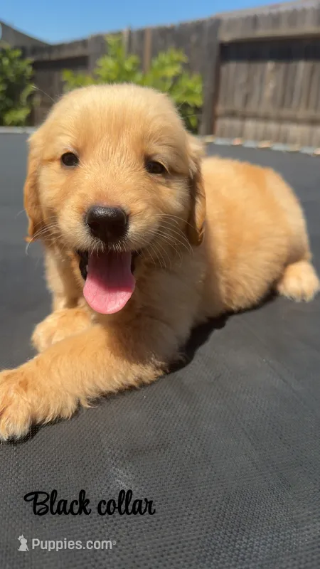 Black Collar Golden – Golden Retriever puppy for sale in Lindsay, CA