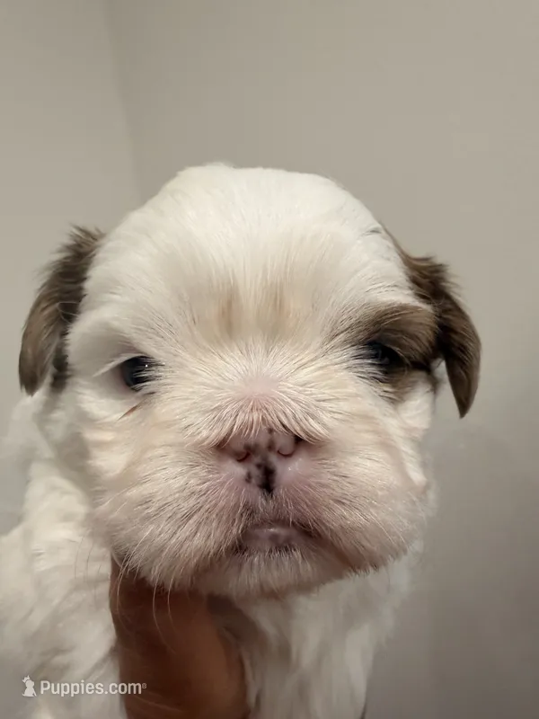 Bubba – Shih Tzu puppy for sale in Tracy, CA