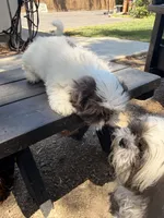 Oreo, a male Shih Tzu for sale in Tracy, CA – 3 of 8