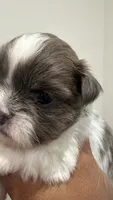 Buddy, a male Shih Tzu for sale in Tracy, CA – 1 of 3