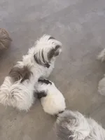 Cutie pie , a male Shih Tzu for sale in Tracy, CA – 8 of 8