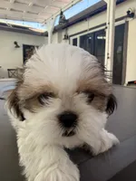 Cinnamon , a female Shih Tzu for sale in Tracy, CA – 4 of 7