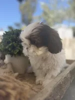 Cutie pie , a male Shih Tzu for sale in Tracy, CA – 1 of 8