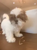 Oreo, a male Shih Tzu for sale in Tracy, CA – 6 of 8